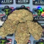 Miracle Alien Cookies Strain