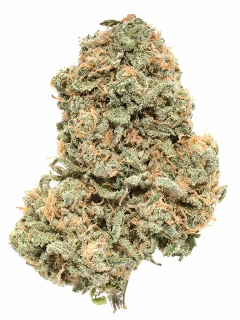 171220_47337_StrawberryCough_SAF_1-1-768x1024-1.webp Buy Strawberry Cough Strain Online - Image 1