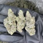 Bubblegum Popperz Strain