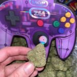 Buy Lava Cake Strain