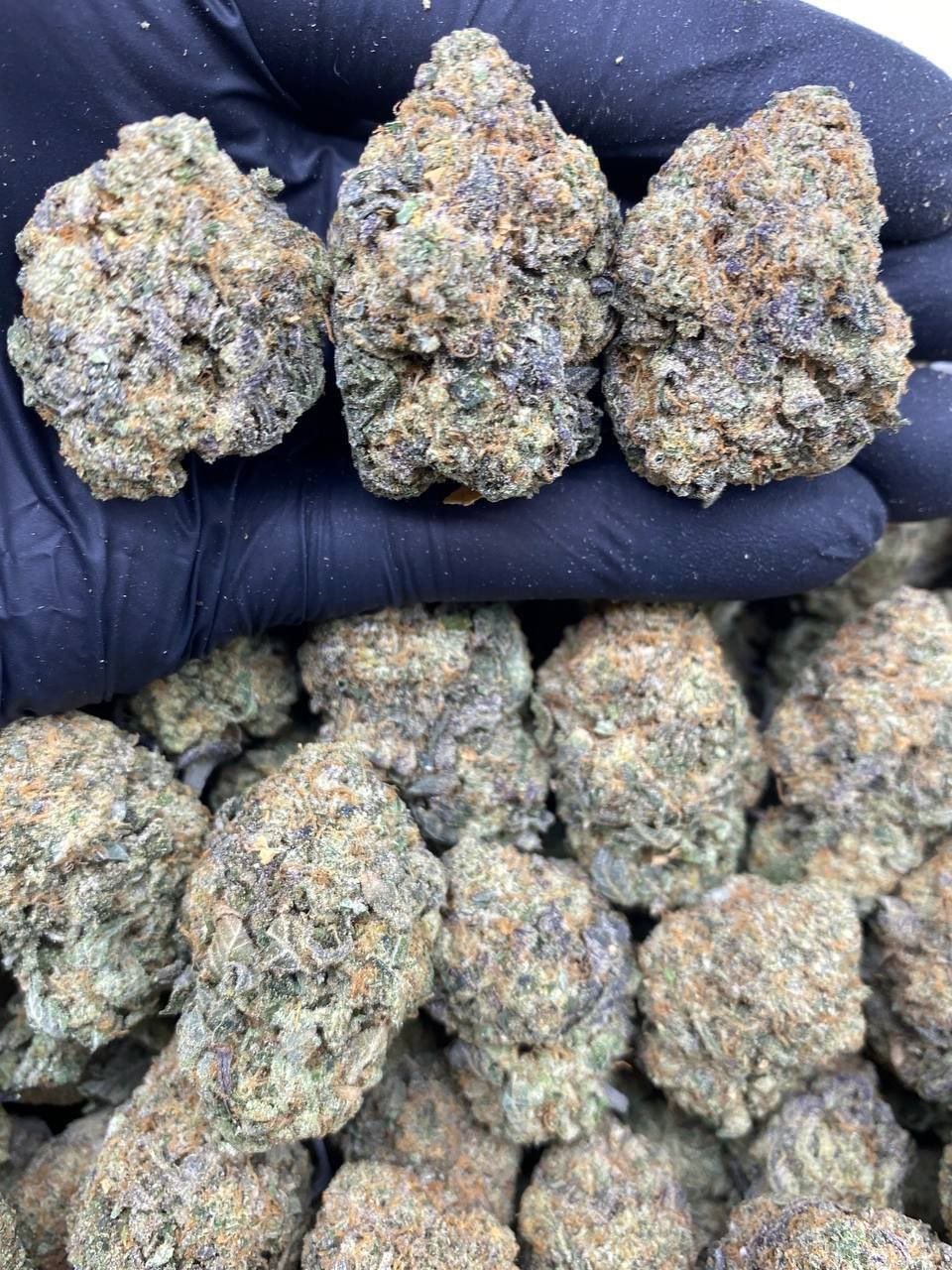 Blue-Gelato.jpg Blue Gelato - Image 1