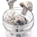 Buy Albino Penis Envy Mushrooms(APE) Online in uk