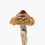 Buy B+ Magic Mushrooms online in uk