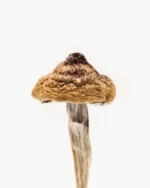 Buy B+ Magic Mushrooms online in uk