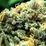 Buy Blue Dream Strain UK