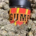 Gumbo Strain - Image 2
