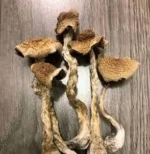 Buy B+ Magic Mushrooms online in uk - Image 3