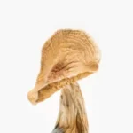 Buy African Kobe Magic Mushrooms in UK