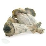 Buy Albino Penis Envy Mushrooms(APE) Online  in UK - Image 2
